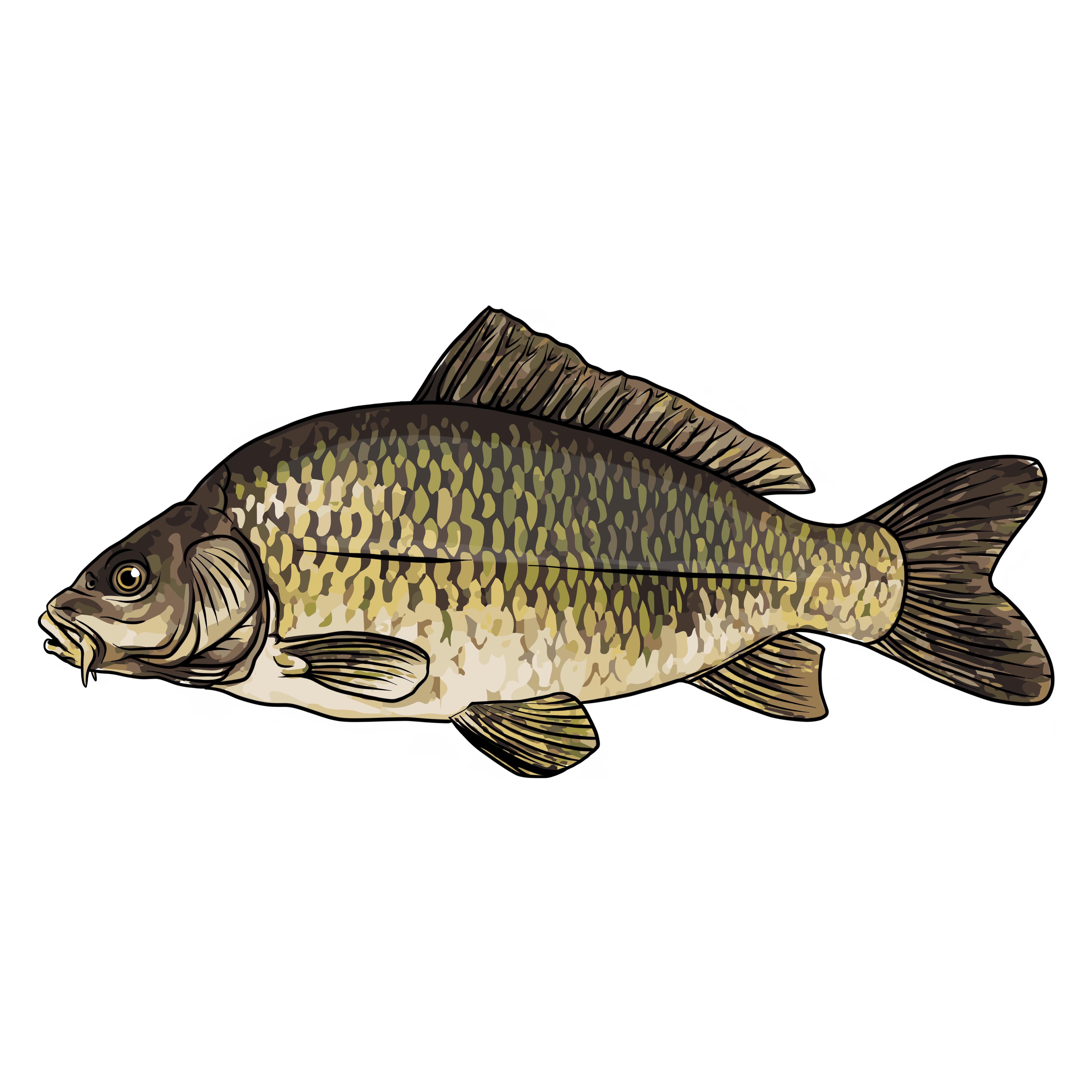 Tričko s potiskem Kapr